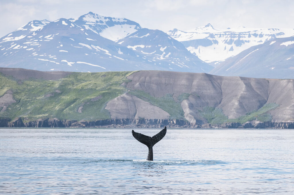 Whale watching on a yacht