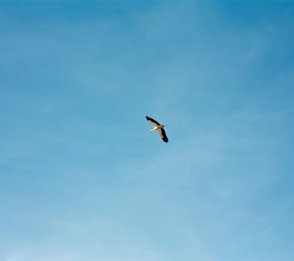 Dolphin and flamingo watching