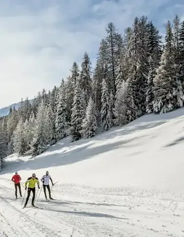 Three people cross country skiing on a snow-covered trail near tall pine trees