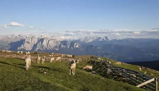 Sheep grazing on grassy hillside with distant mountain range and clear sky background