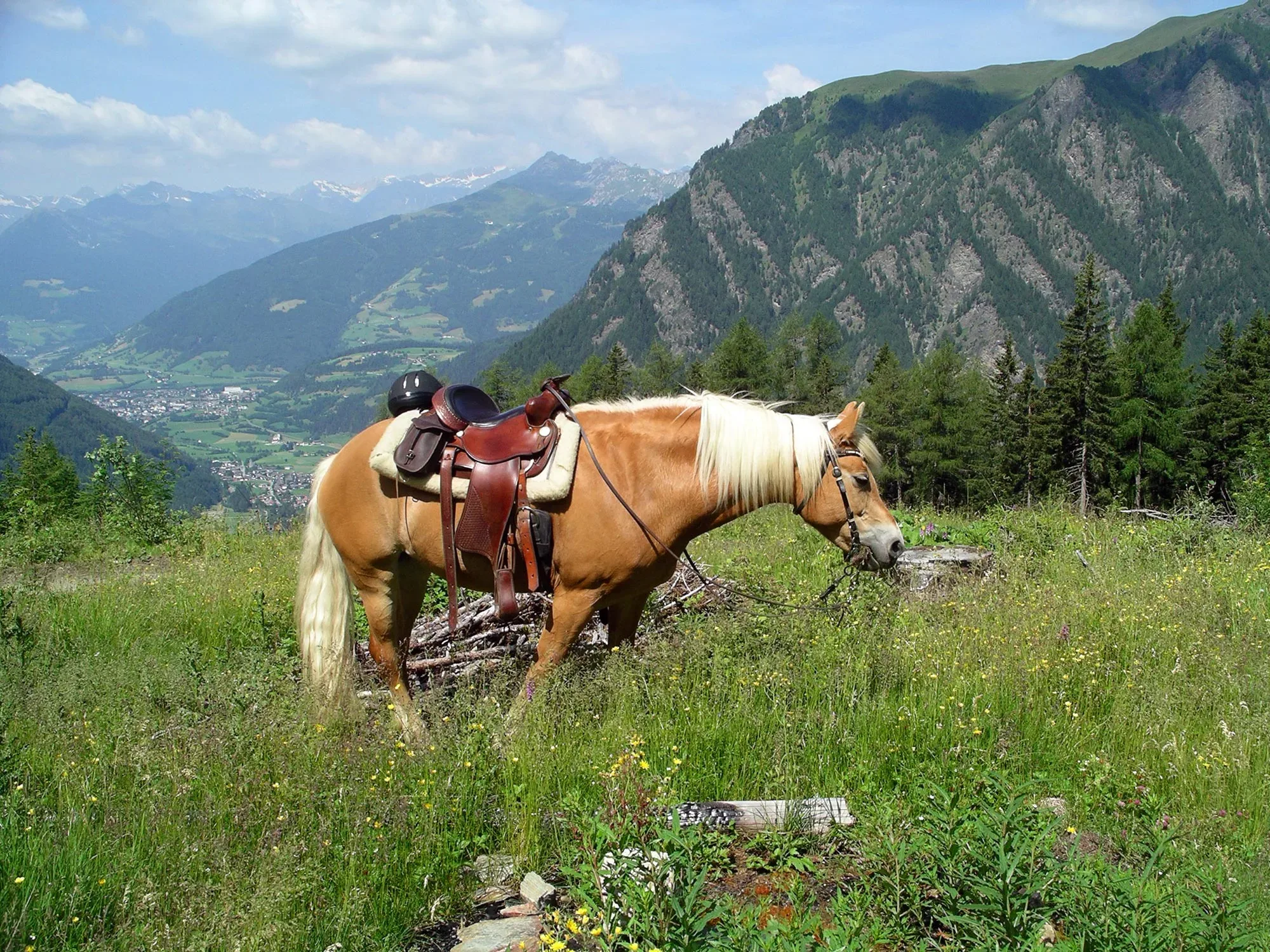 Palomino horse with saddle grazing in a mountainous meadow with valley views in background