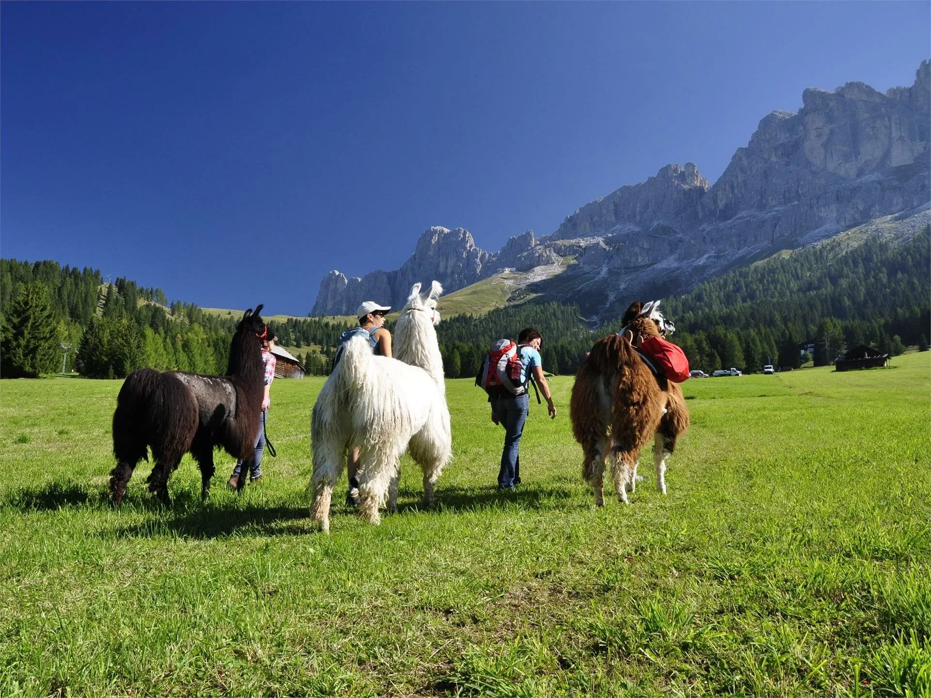 Three people trekking with llamas on a grassy field near forest and mountain cliffs