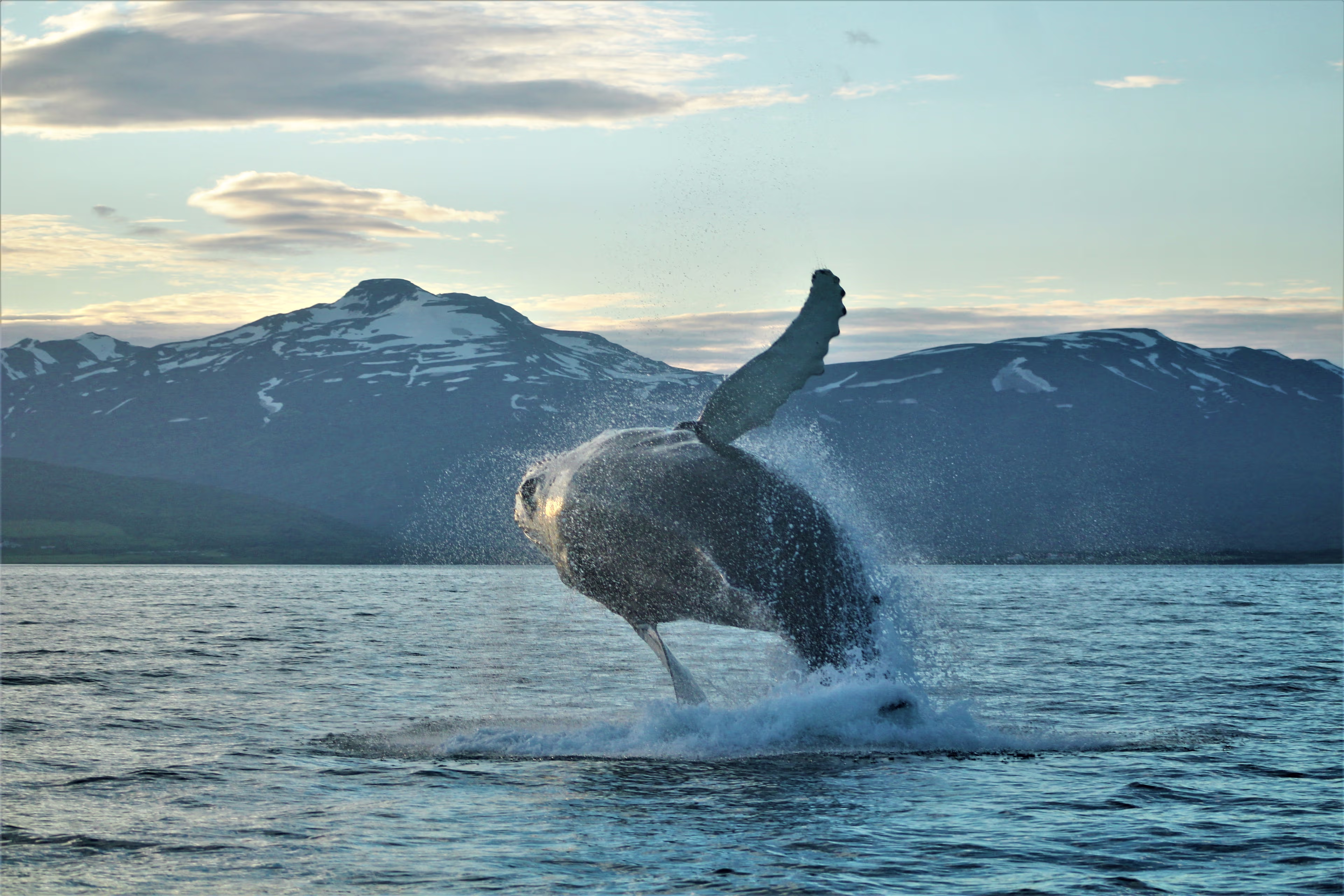 Whale Watching in Eyjafjörður